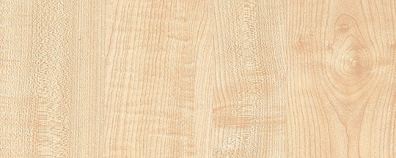 Manitoba Maple
